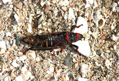Dictyophorus