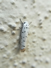 Ethmia bittenella