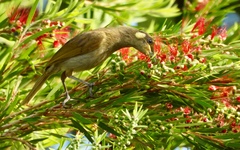 Microptilotis imitatrix