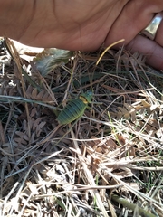 Lluciapomaresius asturiensis