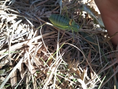 Lluciapomaresius asturiensis