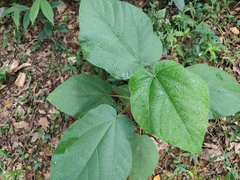 Ficus esquiroliana