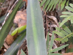 Agave funkiana