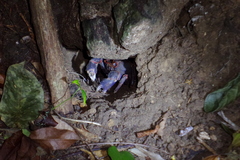 Terrapotamon abbotti