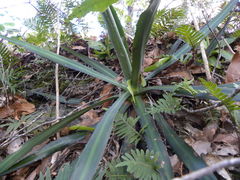 Agave funkiana
