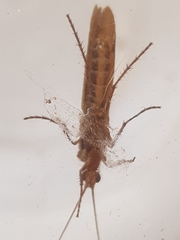 Limnephilus affinis