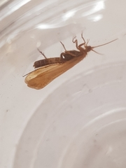 Limnephilus vittatus