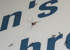 Linycus exhortator thoracicus