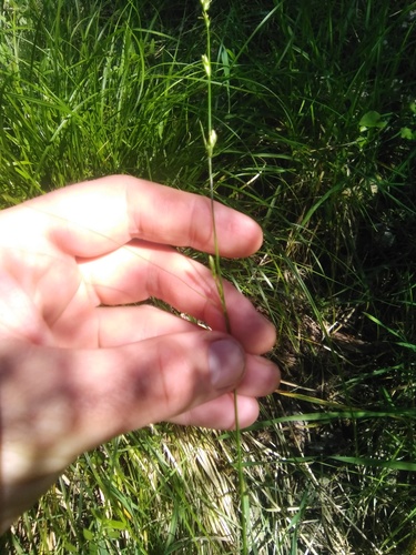 Grassland sedge (Carex divulsa)
