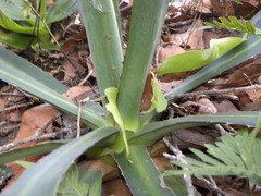 Agave funkiana