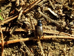 Chilothorax lineolatus