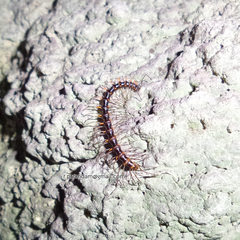 Spinaxytes
