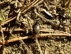 Chilothorax lineolatus