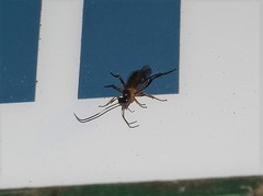 Linycus exhortator thoracicus