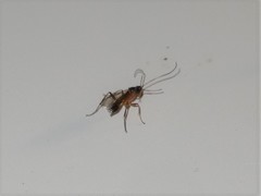 Linycus exhortator thoracicus