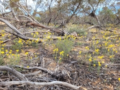 Waitzia acuminata acuminata