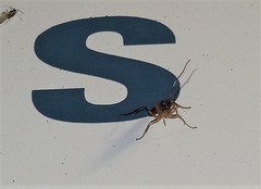 Linycus exhortator thoracicus