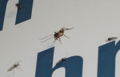 Linycus exhortator thoracicus