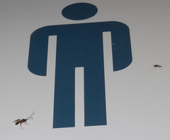 Linycus exhortator thoracicus