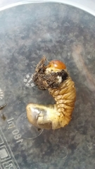 Anoxia australis