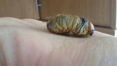 Anoxia australis