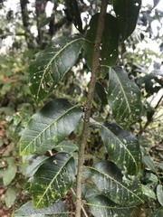 Ilex pedunculosa
