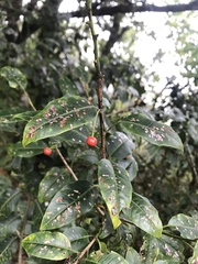 Ilex pedunculosa
