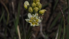 Toxicoscordion venenosum venenosum