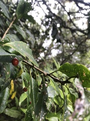 Ilex pedunculosa