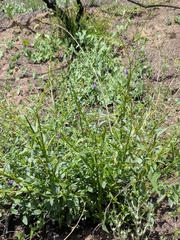 Neogaerrhinum strictum