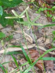 Dactyloctenium aegyptium