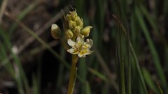 Toxicoscordion venenosum venenosum