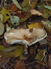 Melanoleuca brevipes