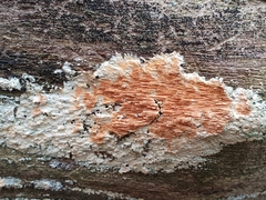 Steccherinum robustius