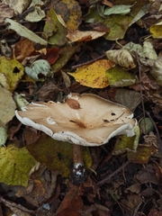 Melanoleuca brevipes