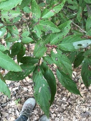 Fetterbush (Lyonia ovalifolia)