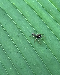 Indopadilla vimedaba