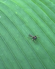 Indopadilla vimedaba