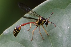 Eustenogaster micans