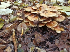 Pholiota jahnii