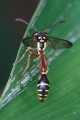 Eustenogaster micans