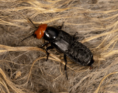 Creophilus lanio