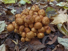 Pholiota jahnii