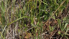 Toxicoscordion venenosum venenosum