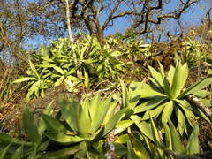 Agave mitis albicans