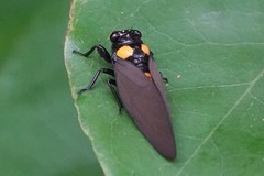 Huechys fusca