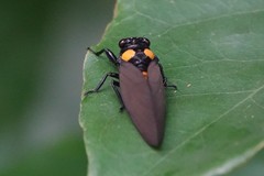 Huechys fusca