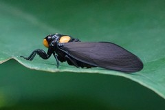 Huechys fusca