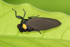 Huechys fusca