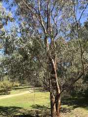 Eucalyptus amygdalina